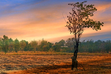 Obraz premium Dry tree stand alone among dry soil