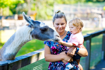 Adorable cute toddler girl and young mother feeding lama on a kids farm. Beautiful baby child petting animals in the zoo. woman and daughter together - obrazy, fototapety, plakaty
