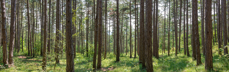 Panoarama of tree trunks in the forest