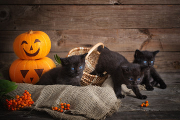 black little cat with halloween pumpkins