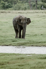 Elephants in  a National Park from Sri Lanka