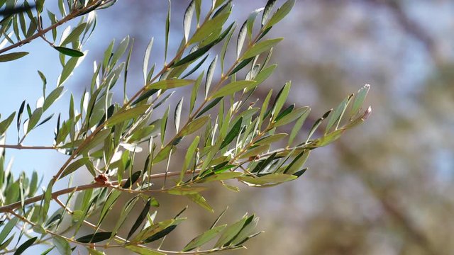 Green olives branch tree. Young olive plant growth. Season nature 4K
