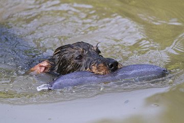 Obraz premium Rauhaardackel im Teich