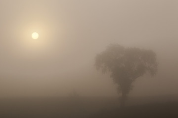 The sun and a cherry tree taken through the fog creating sculptural elements.