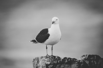 Close up image of a Black Backed Seagull sitting on a rock in the garden Route of South Africa