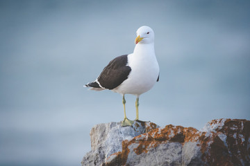 Obraz premium Close up image of a Black Backed Seagull sitting on a rock in the garden Route of South Africa