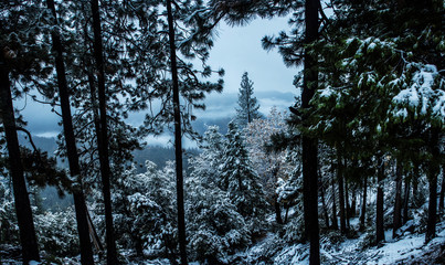 Hillside forest panoramic