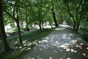 Allée boisée en été