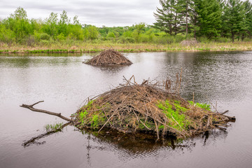 Two Beaver Dams in the Forest