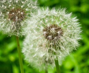 Single Dandelion With White Puffy Head