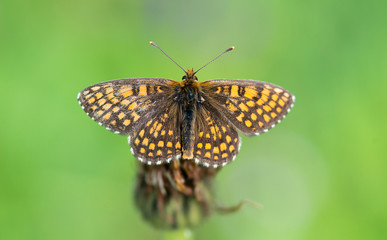 Melitaea athalia - britomartis, heath fritillary