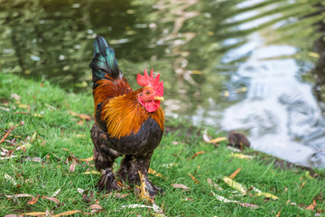 Brown dwarf cock of the leghorn breed on a farm near the river on a summer sunny day_