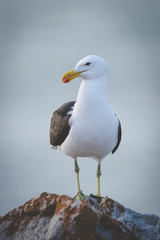 Close up image of a Black Backed Seagull sitting on a rock in the garden Route of South Africa
