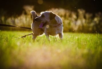 A small white dogs jack russell terrier running on meadow in the rays of the setting sun.