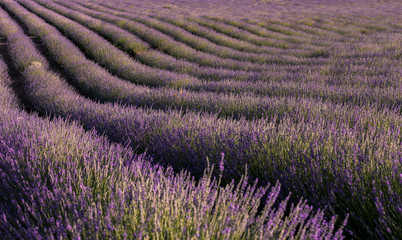 Fototapeta na wymiar lavender field on a summer day