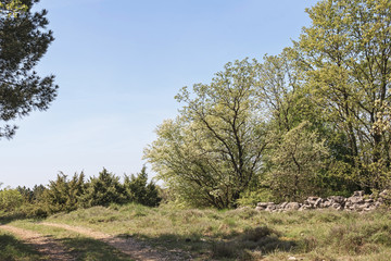 Karrenweg im Cicarijagebirge