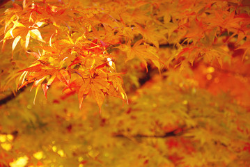 Red maple leaf and yellow leaf  in the park in autumn season in Seoul, South Korea