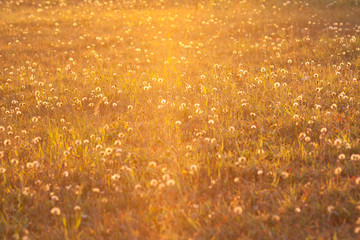 Meadow in the light of the setting sun