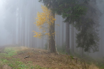 Autumn birch in coniferous forest