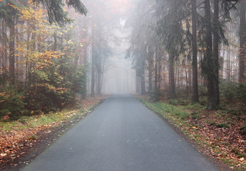 Empty asphalt road by an autumn forest