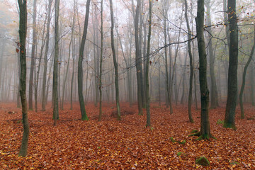 Foggy autumn beech forest