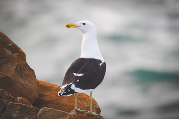 Close up image of a Black Backed Seagull sitting on a rock in the garden Route of South Africa