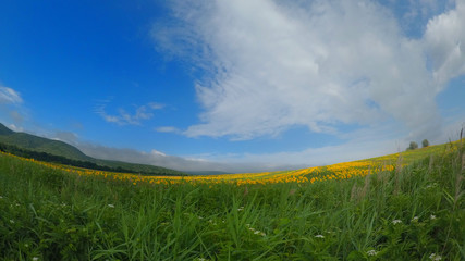 Sun flower field in a sunny day