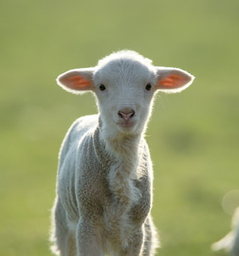 Cute lamb looking at camera