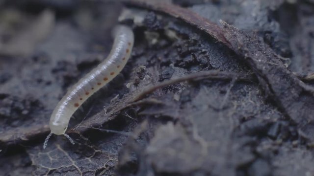 Transparent with Brown Spots Larva, Macro