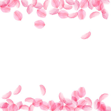 Sakura petals falling down. Romantic pink silky big flowers. Thick flying cherry petals. Borders app