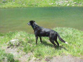 Schwarzer Jagdhund am Seeufer