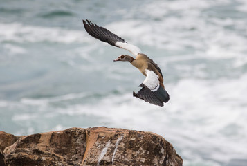 Close up image of an egyptian goose coming in to land on the cliffs along the Garden Route of South Africa