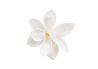 fleur de lilas isolée