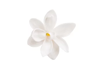 Photo sur Plexiglas Fleurs fleur de lilas isolée