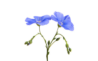 Fototapeta na wymiar flax flower isolated
