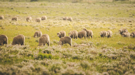 Close up image of sheep grazing in a meadow