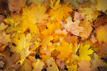 Autumn colorful orange, red and yellow maple leaves as background Outdoor.