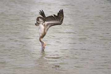 Pélican brun en plongeon