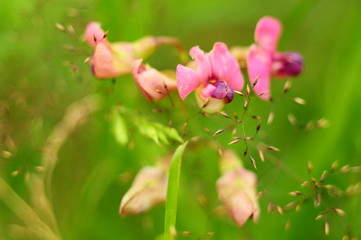 Pink flowers among the thickets of green grass in a wild field, macro, blur effect