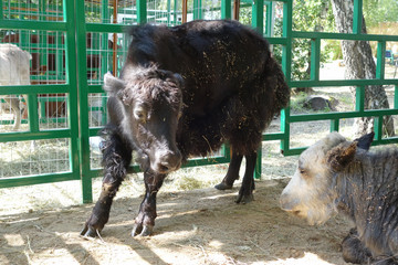 Black yak calf in a cage