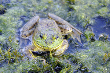 An American Bullfrog (Rana catesbeiana), an invasive species on Crete