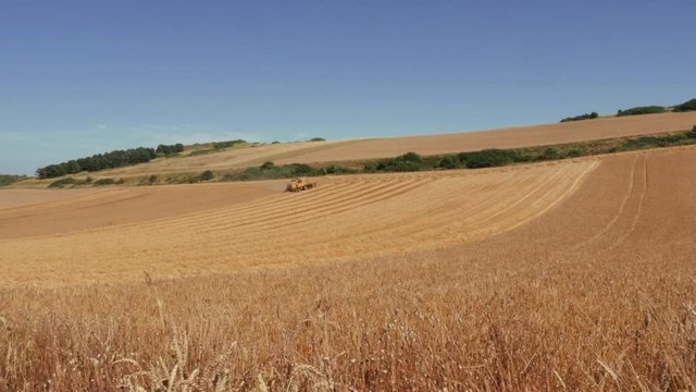 moisson du bl&eacute;