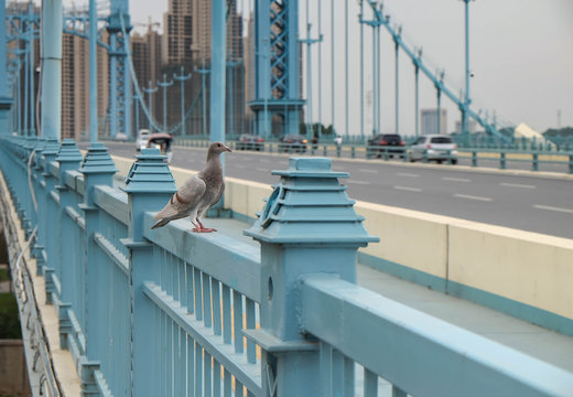 pegions on a blue fence of the bridge.