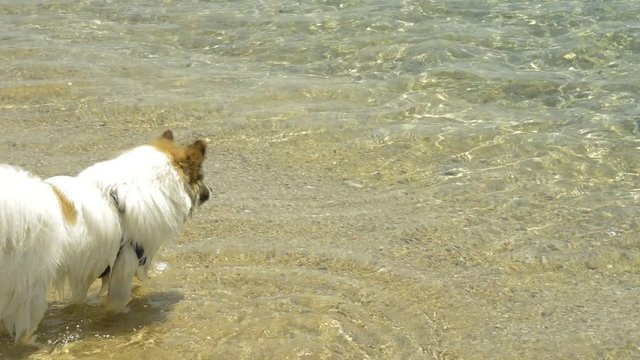 Dog affraid of geting in the sea water