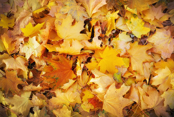 Autumn colorful orange, red and yellow maple leaves as background Outdoor.