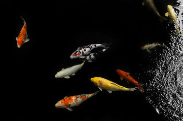 Koi swimming in a water garden,Colorful koi fish,Detail of colorful japanese carp fish swimming in...