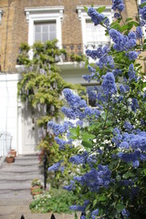Fototapeta na wymiar Pianta con fiori blu