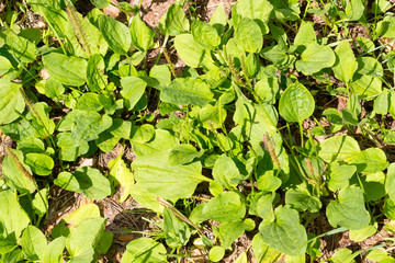 Close - up - plantain
