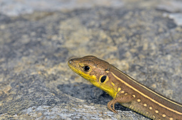 Lacerta trilineata - Balkan Green Lizard, Crete 