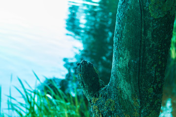 isolated branch of a tree trunk on a background of water